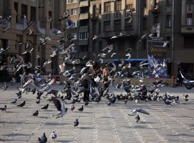 Oraşul care declară război porumbeilor