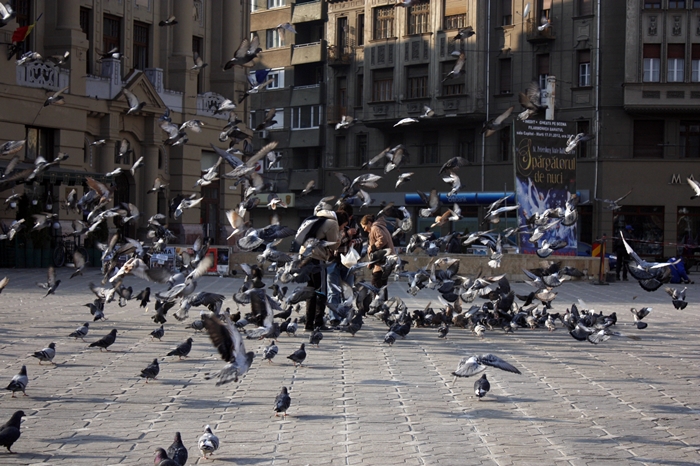 Oraşul care declară război porumbeilor