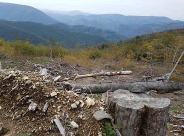 Europarlamentarul USR PLUS Vlad Gheorghe a depus plângere împotriva tăierilor ilegale din rezervaţia naturală