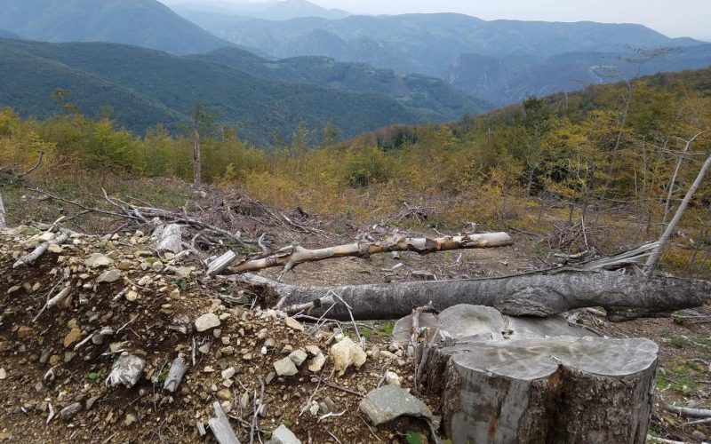 Europarlamentarul USR PLUS Vlad Gheorghe a depus plângere împotriva tăierilor ilegale din rezervaţia naturală
