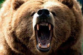 Ministerul Mediului pregăteşte modificarea legislaţiei: urşii agresivi ar putea fi împuşcaţi în 24 de ore