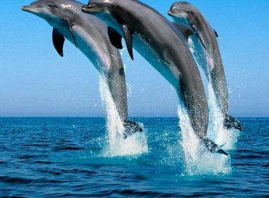 Delfinii se recunosc după nume, dat de mamă la naştere. Biolog: Este extraordinar