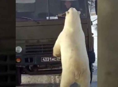 Urşi polari înfometaţi au fost filmaţi în Siberia în timp ce aleargă agăţaţi de o maşină de gunoi