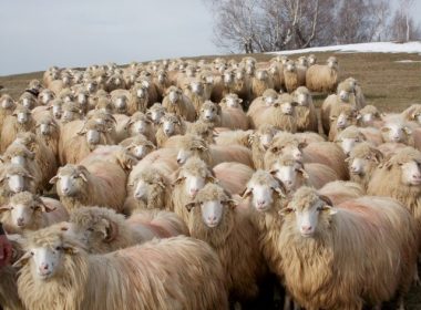 Riscă fermierii români să nu mai poată exporta animale? Veşti de la Bruxelles