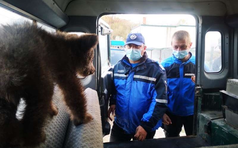 Doi pui de urşi care păreau răniţi, transportaţi la veterinar