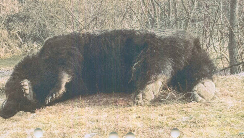 Ursul Arthur, ucis noaptea