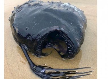 Un peşte cu înfăţişare monstruoasă, care trăieşte la o adâncime de un kilometru, a eşuat pe o plajă din California