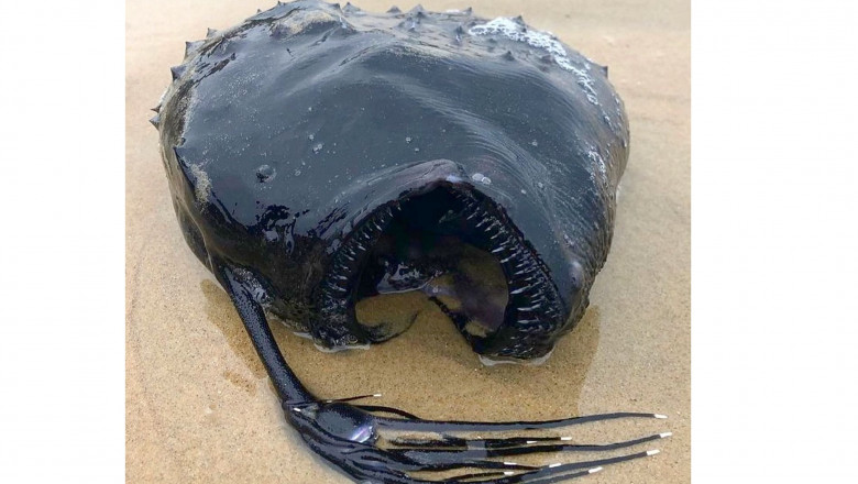 Un peşte cu înfăţişare monstruoasă, care trăieşte la o adâncime de un kilometru, a eşuat pe o plajă din California