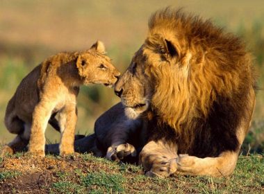 Africa de Sud interzice creşterea leilor în captivitate