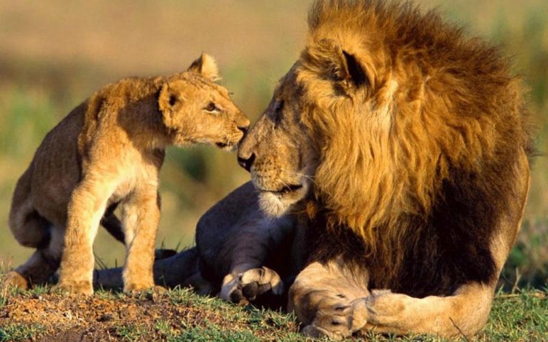 Africa de Sud interzice creşterea leilor în captivitate