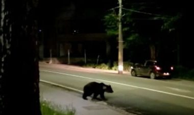 Urşii au invadat o staţiune