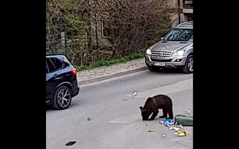 Urs pe străzile din Buşteni