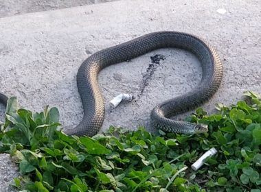 Terorizaţi de şerpi