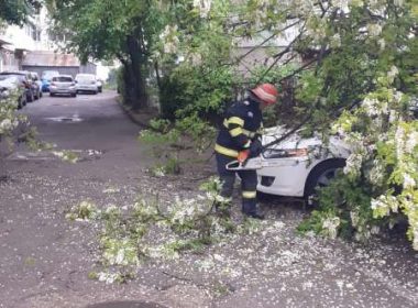 Copac căzut peste trei maşini în Brăila