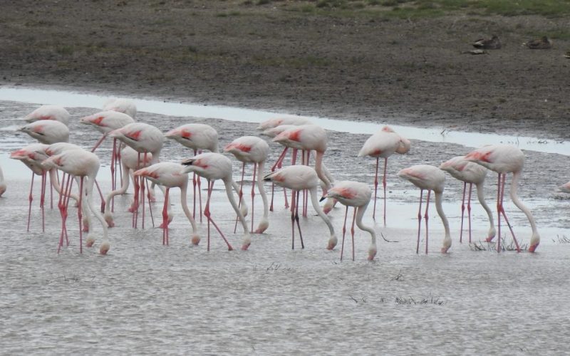 Păsări Flamingo, pauză de migraţie în România
