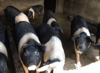 Rasele tradiţionale de porci Bazna şi Mangaliţa, întreţinute cu bani puţini de la stat