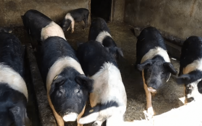 Rasele tradiţionale de porci Bazna şi Mangaliţa, întreţinute cu bani puţini de la stat