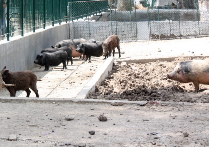 Focar de pestă porcină africană la Zoo Craiova