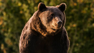 Cazul ursului Arthur a intrat în atenţia Comisiei Europene: „Cercetăm detaliile, urmărim cu mare atenţie”