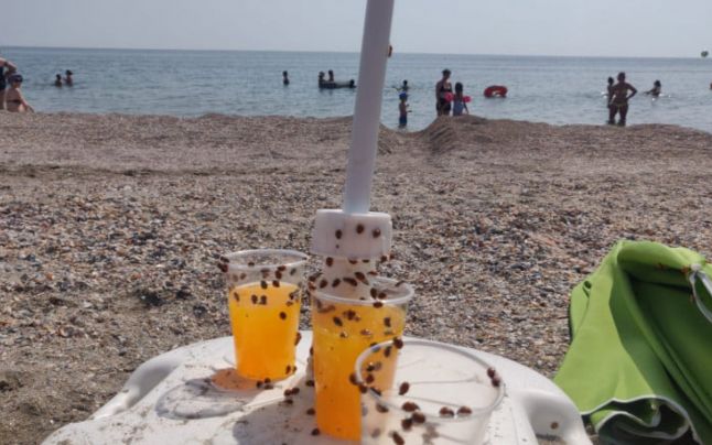 Turiştii se plâng de „invazia buburuzelor” pe plajă. Explicaţiile specialiştilor