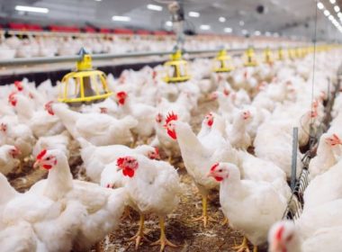 Crescătorii din Franţa vor trebui să ţină păsările închise, din cauza riscului crescut de gripă aviară