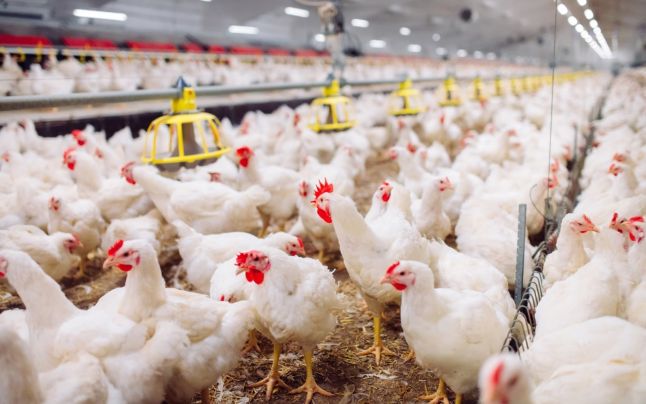 Focar de salmonella la o fermă de găini din Dâmboviţa. Zeci de mii de păsări vor fi incinerate