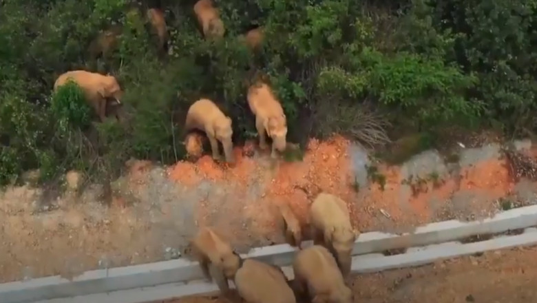 Ravagiile făcute de o turmă de elefanţi pe un traseu de 500 de kilometri, în China
