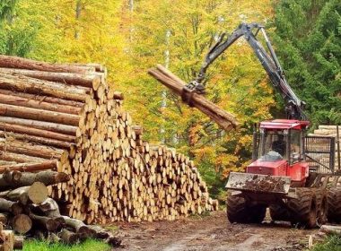 Legea, fentată de exportatorii de lemn