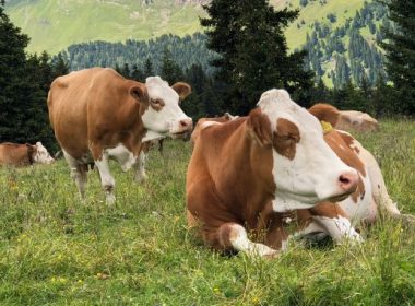 Cum se menţine productivitatea laptelui în perioadele de secetă şi caniculă