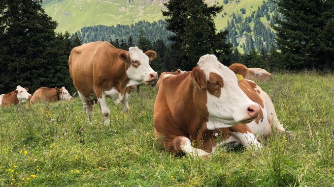 De ce aleg fermierii vacile din rasa Bălţata Românească