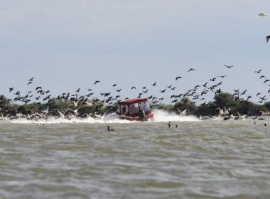 Imagini revoltătoare în Delta Dunării: O ambarcaţiune intră intenţionat într-un stol de pelicani