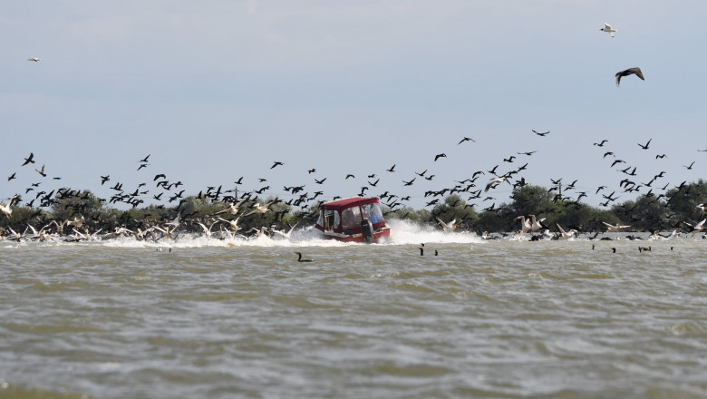Pelicani răniţi de un barcagiu teribilist