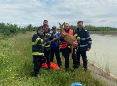 O căprioară căzută în râul Bistriţa a fost salvată de pompieri