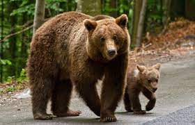 13 turişti aflaţi pe Valea Prahovei, ajutaţi de jandarmi după ce s-au întâlnit pe munte cu o ursoaică cu pui
