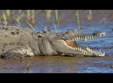 Ucis de crocodilii pe care obişnuia să îi hrănească