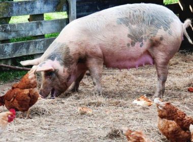 Fermieri români, iată cu ce propune UE să vă hrăniţi păsările şi porcii