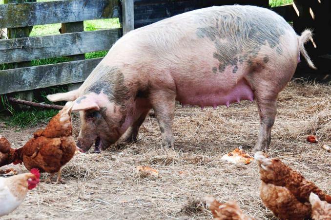 Fermieri români, iată cu ce propune UE să vă hrăniţi păsările şi porcii