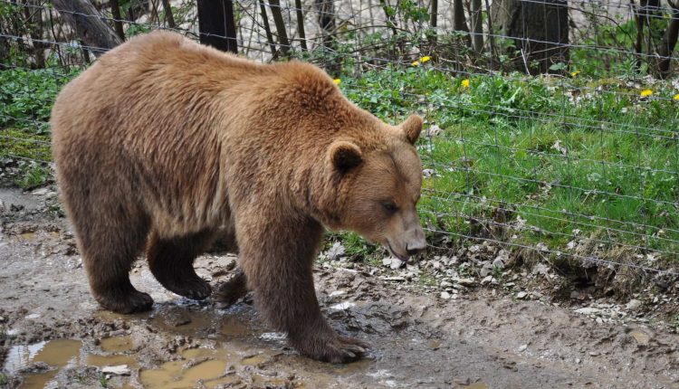Primarul din Atid anunţă că un urs a produs stricăciuni în cimitir: Aşa nu se mai poate