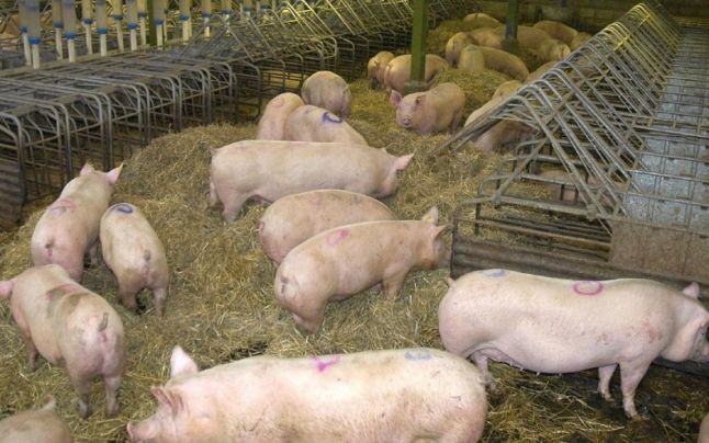 Reguli noi pentru creşterea porcilor în gospodării. Nu mai pot fi hrăniţi cu resturi alimentare. Cum vor putea fi comercializaţi