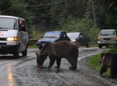 O turistă care hrănea un urs din zona Transfăgărăşanului a fost amendată