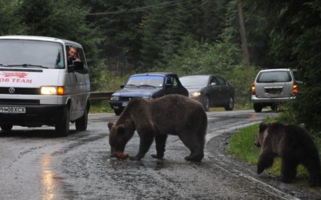 O turistă care hrănea un urs din zona Transfăgărăşanului a fost amendată