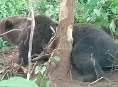 Urs prins într-un cablu marginea unui sat din Gorj