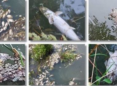 Grămezi de peşti morţi, pe râul Bega. Apele Române au montat un baraj care să împiedice peştii să ajungă în Serbia