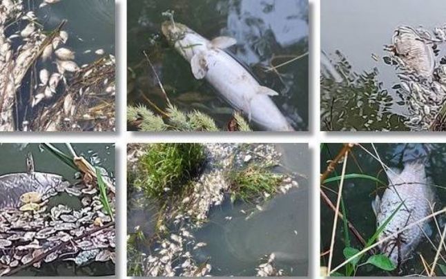 Grămezi de peşti morţi, pe râul Bega. Apele Române au montat un baraj care să împiedice peştii să ajungă în Serbia