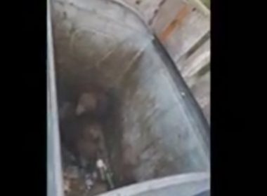 Doi pui de urs au căzut într-un tomberon din Poiana Braşov. Au fost scoşi de jandarmi