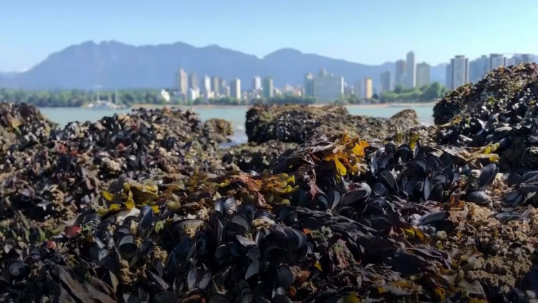 Un miliard de scoici, midii şi alte animale marine, ucise de valul de căldură extremă din Canada. "Au fiert" pur şi simplu pe plajă