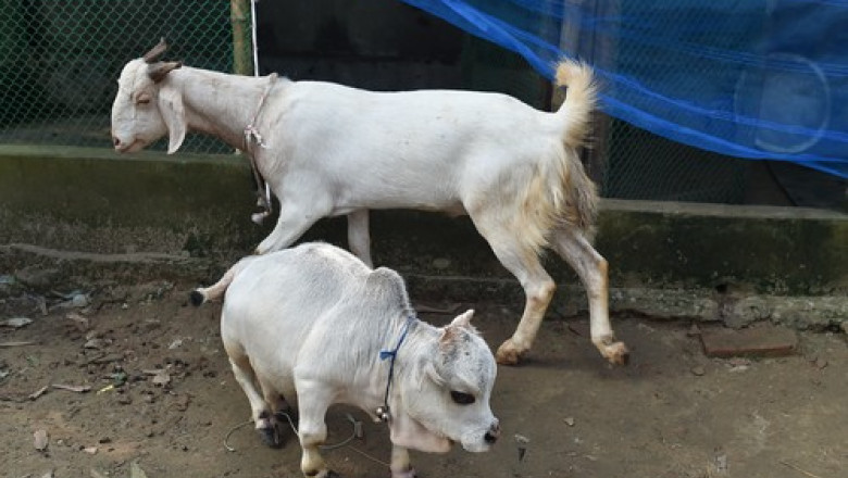 Oamenii se îngrămădesc la o fermă să o vadă pe Rani, vaca pitică de 51 cm şi 28 kg