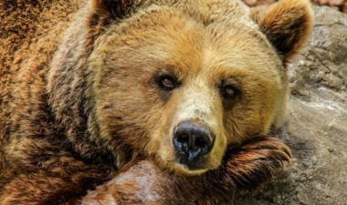 Guvernul a adoptat OUG care permite împuşcarea urşilor. Tanczos Barna: Primarul va decide prin ce mijloc să fie îndepărtat ursul