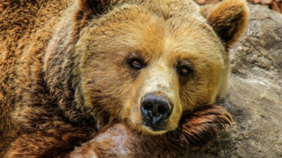 Urs mort găsit în pădure, în apropiere de zona în care a fost atacat ciobanul din Harghita în urmă cu zece zile