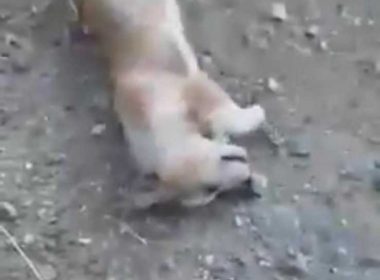 Câini ucişi cu bestialitate de doi minori